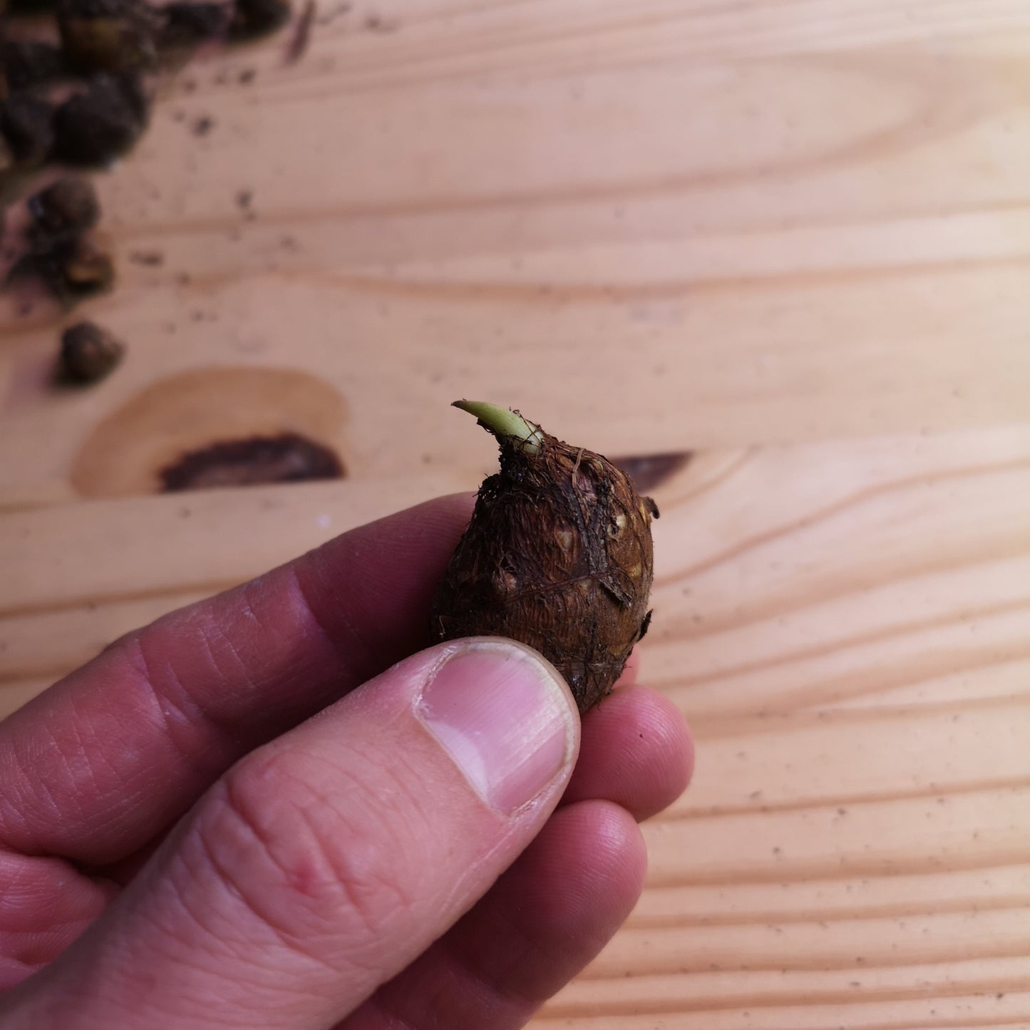 Bulbils Colocasia gigantea albo variagated