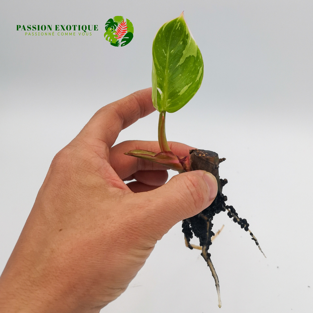 Philodendron White Princess (rooted cutting)