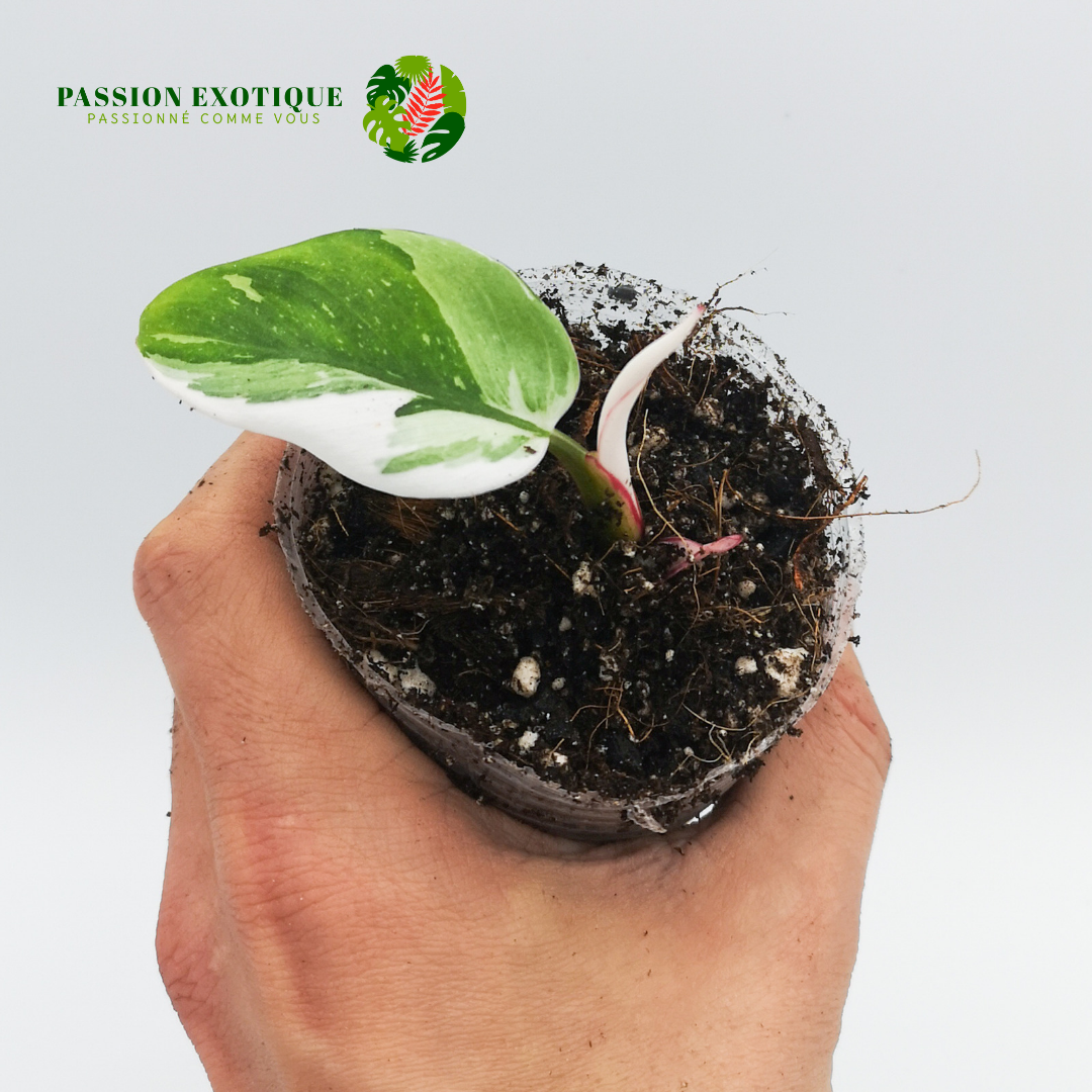 Philodendron White Princess (rooted cutting)