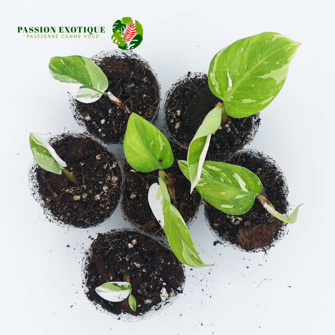 Philodendron White Princess (rooted cutting)