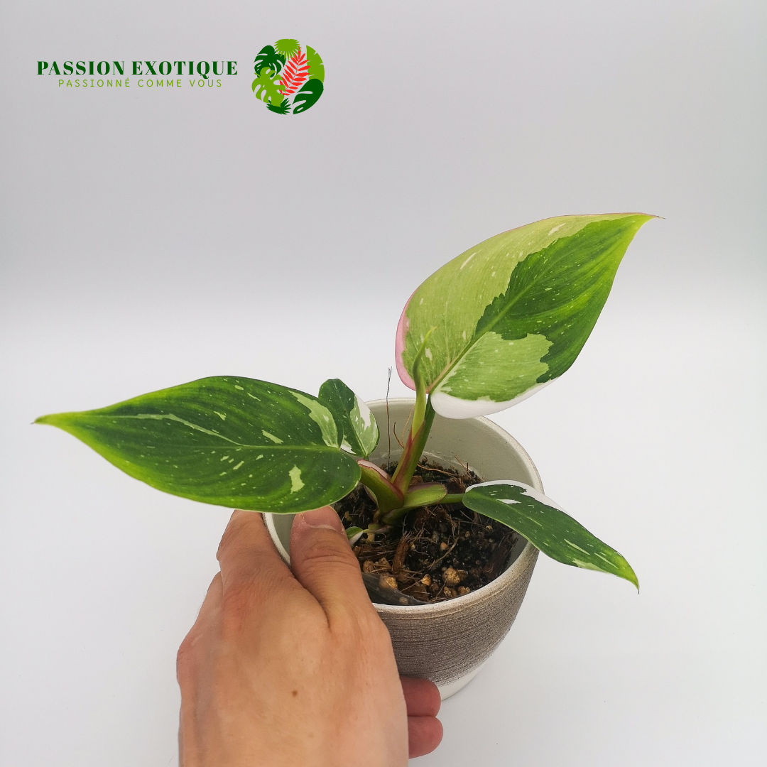Philodendron white princess