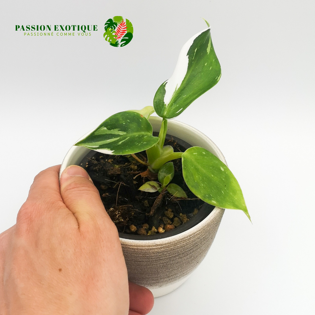 Philodendron white wizard