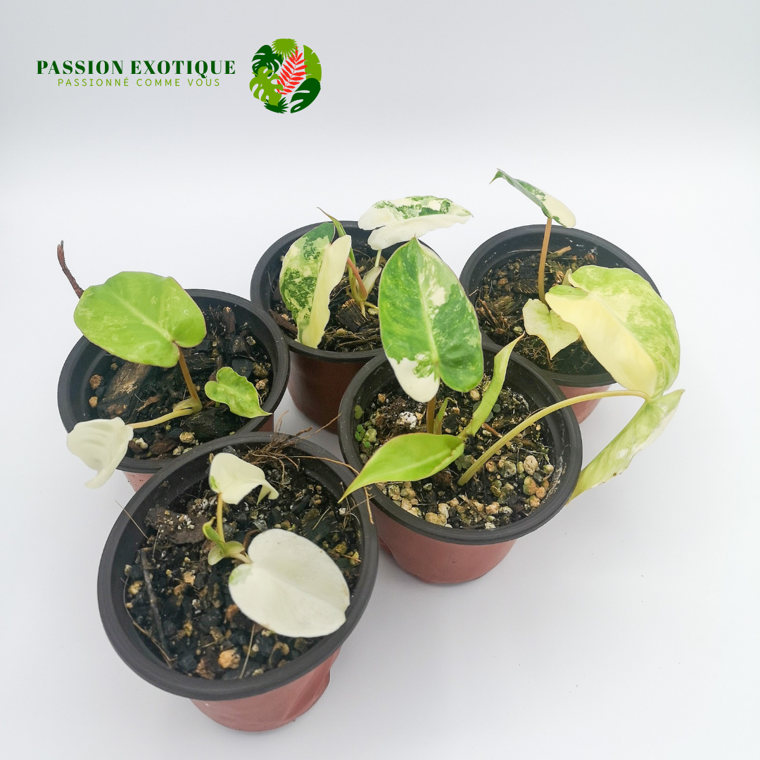 Variegated Philodendron Burle Marx