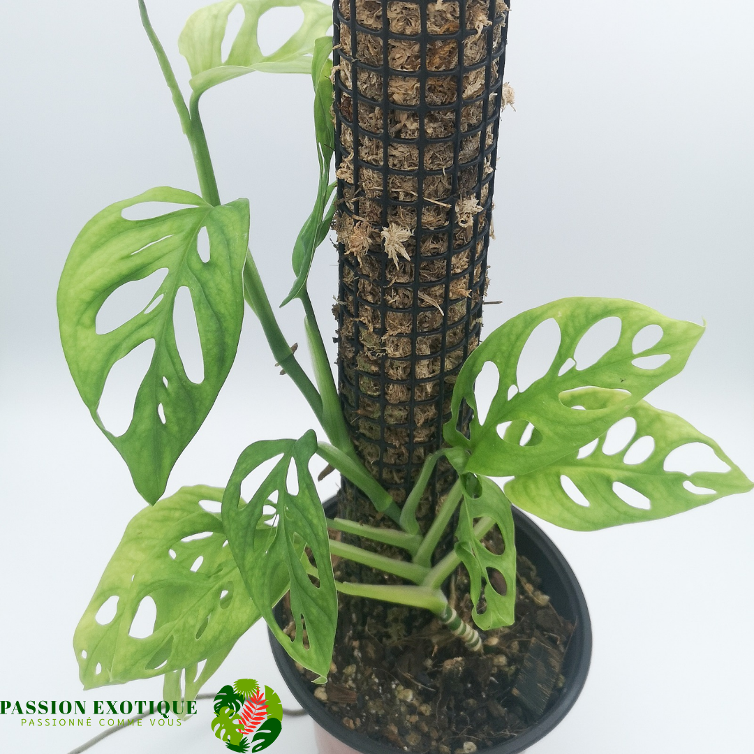 Monstera adansonii