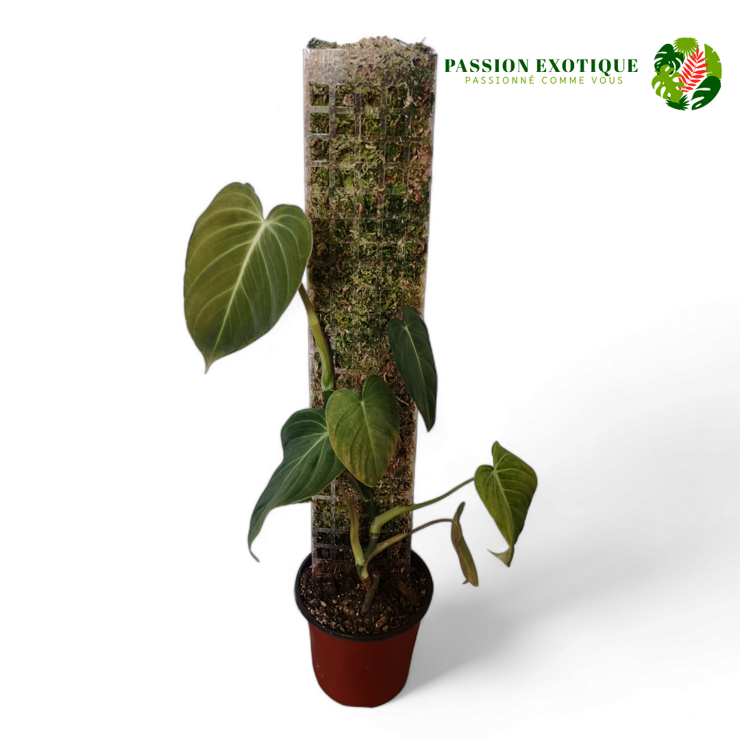 Philodendron Glorious (melanochrysum x gloriousum)