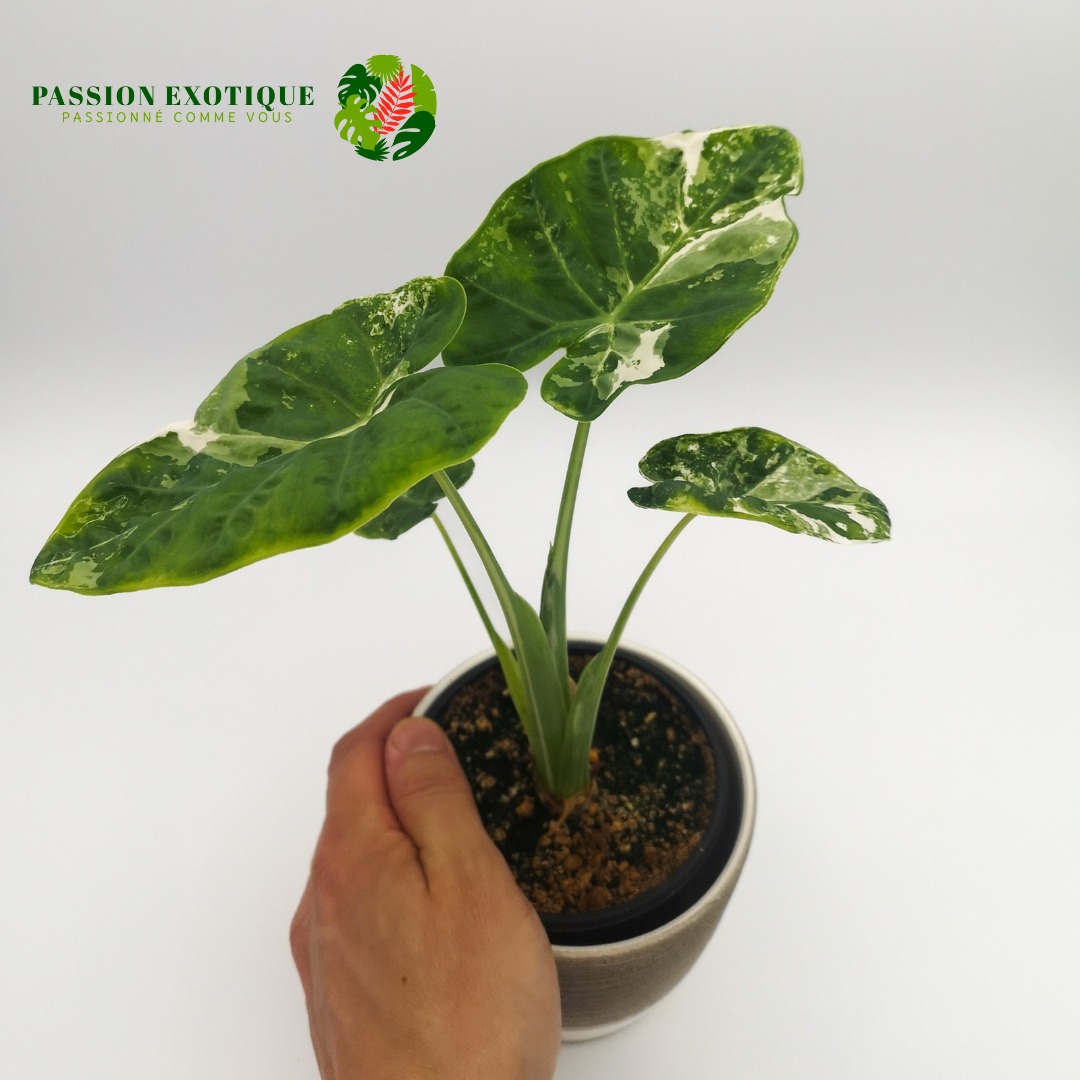 Colocasia gigantea albo variegated (available February\March)