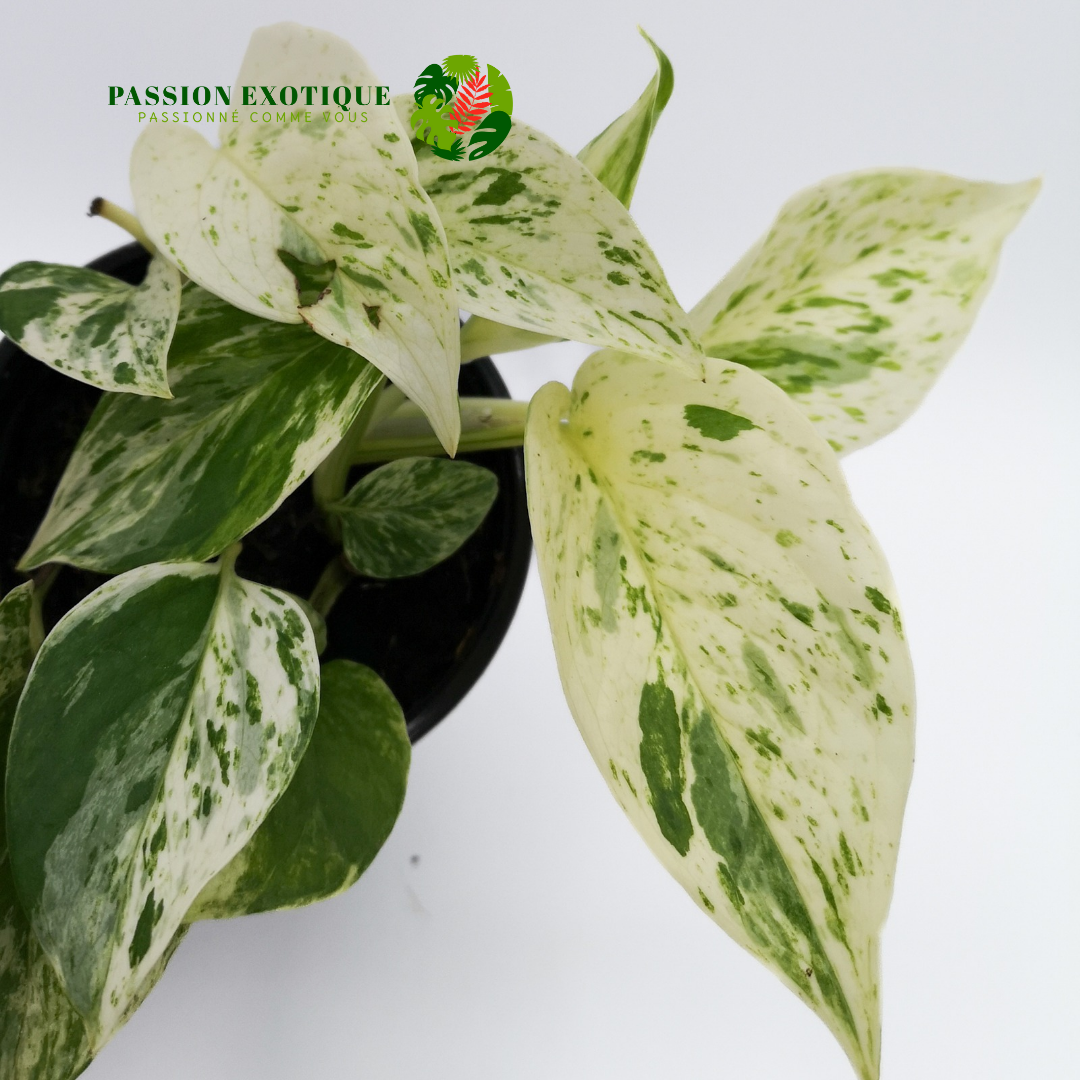 Pothos marble queen