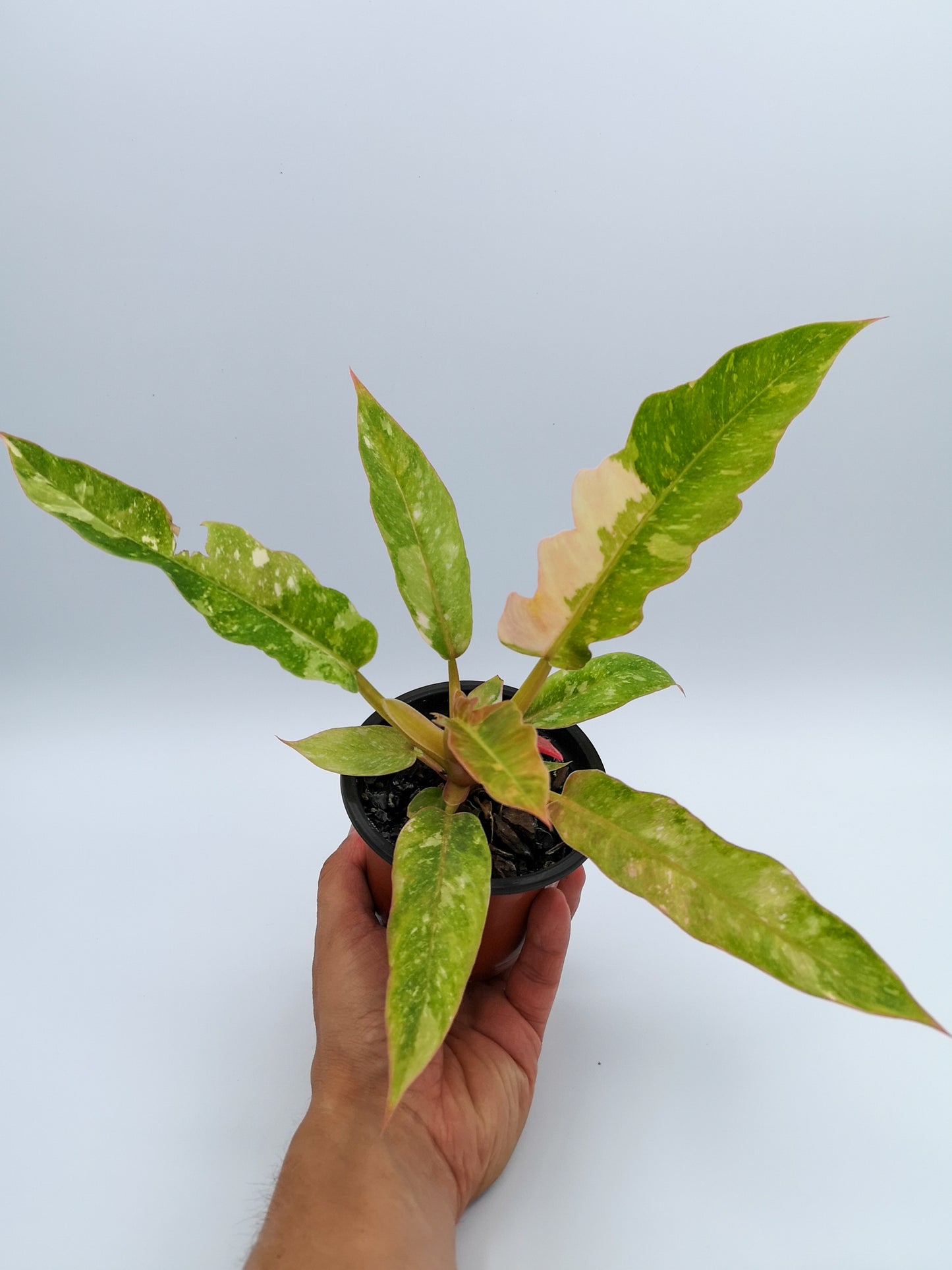 Philodendron ring of fire variegated gold