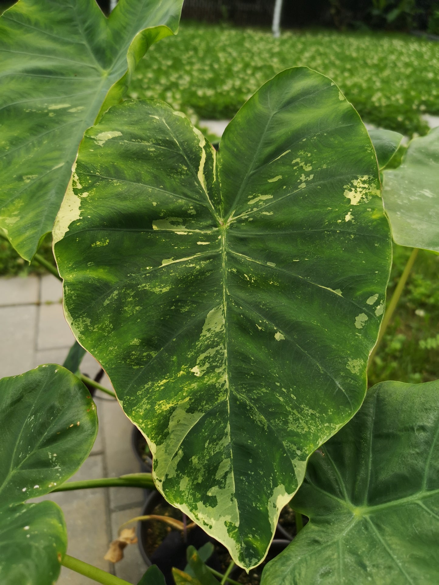 Colocasia aquatilis paraiso (available in February\March)