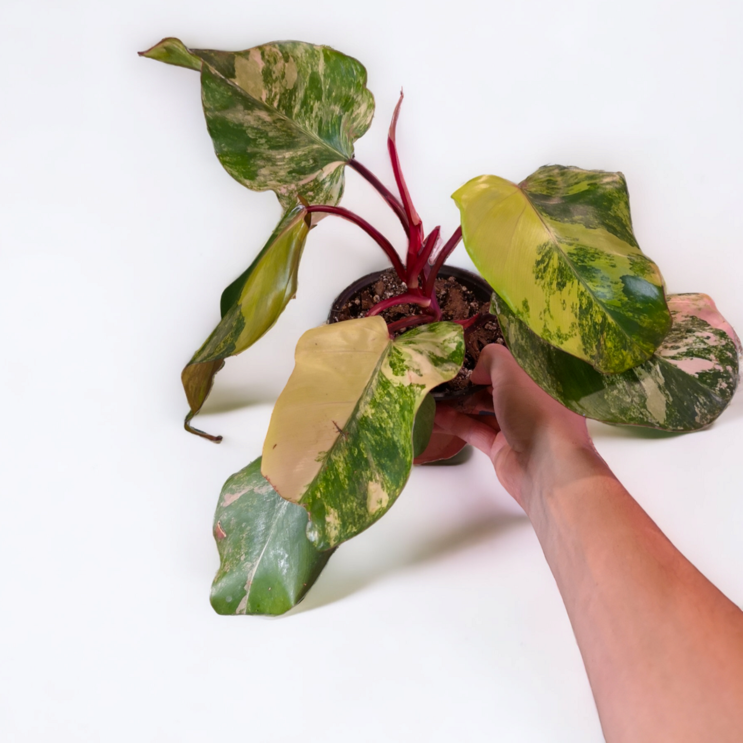 Philodendron strawberry shake