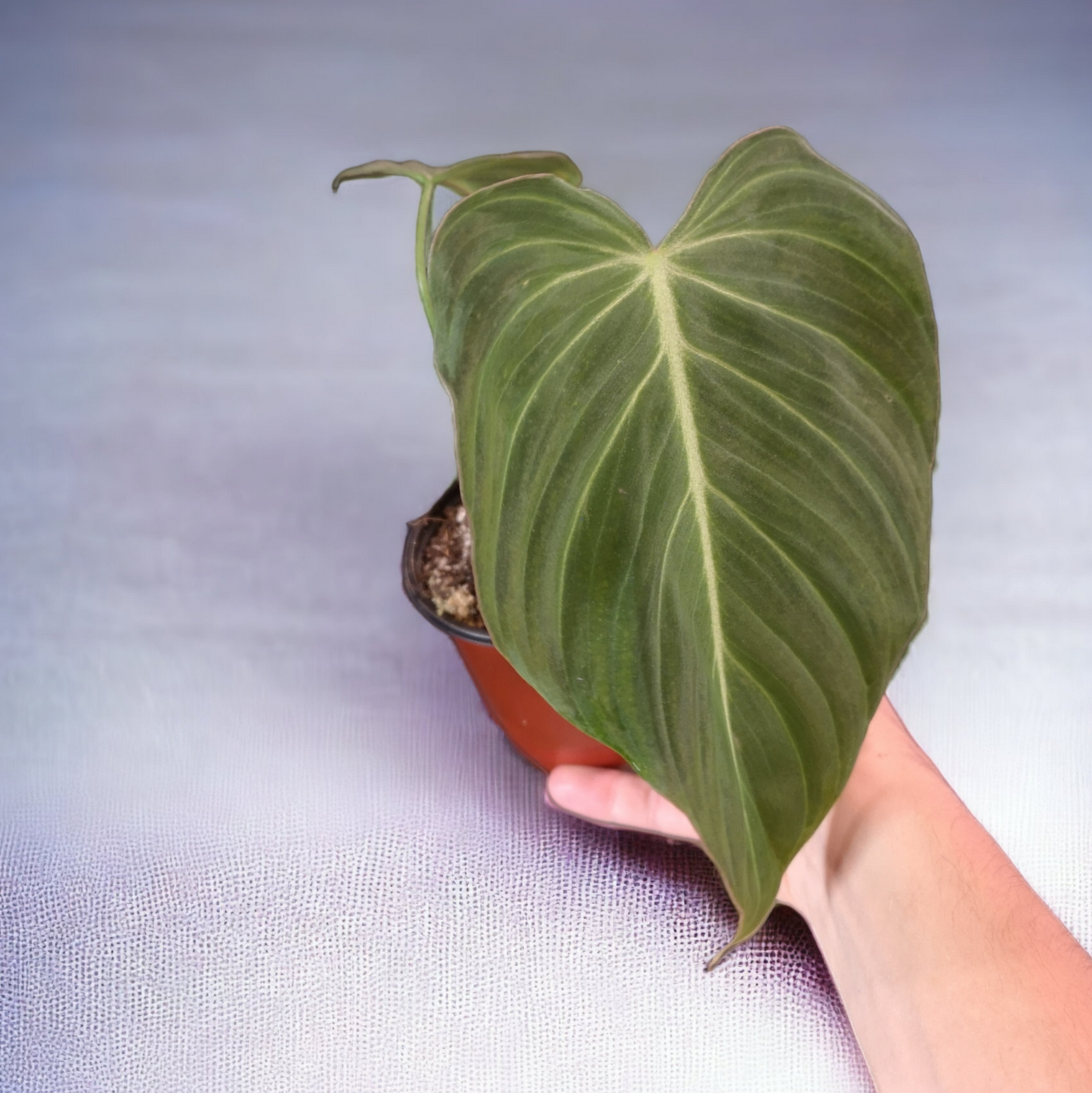 Philodendron Glorious (melanochrysum x gloriousum)