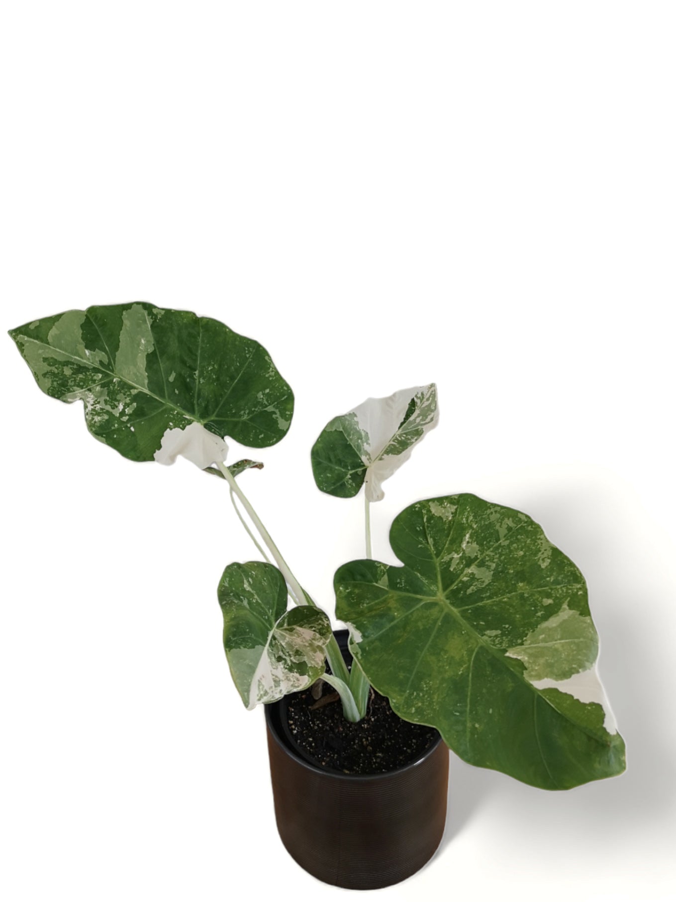 Colocasia gigantea albo variegated (available February\March)