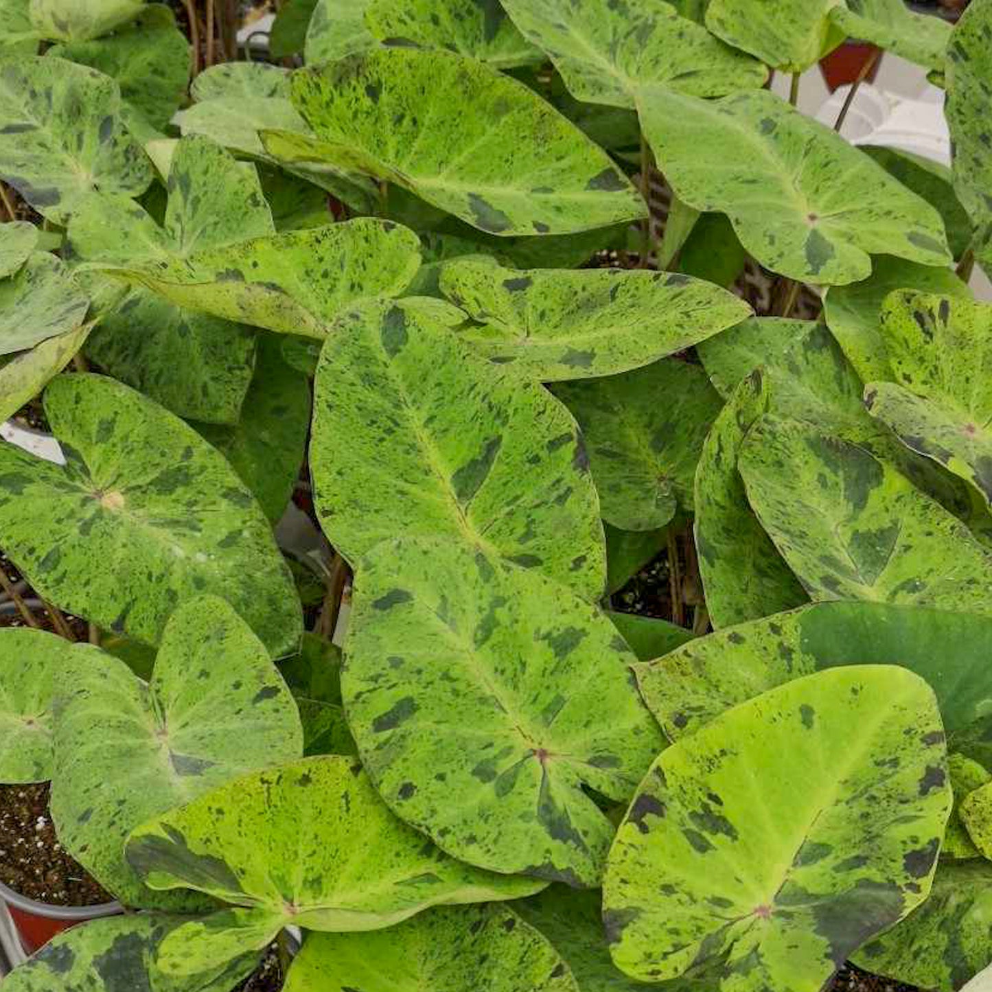 Colocasia mojito