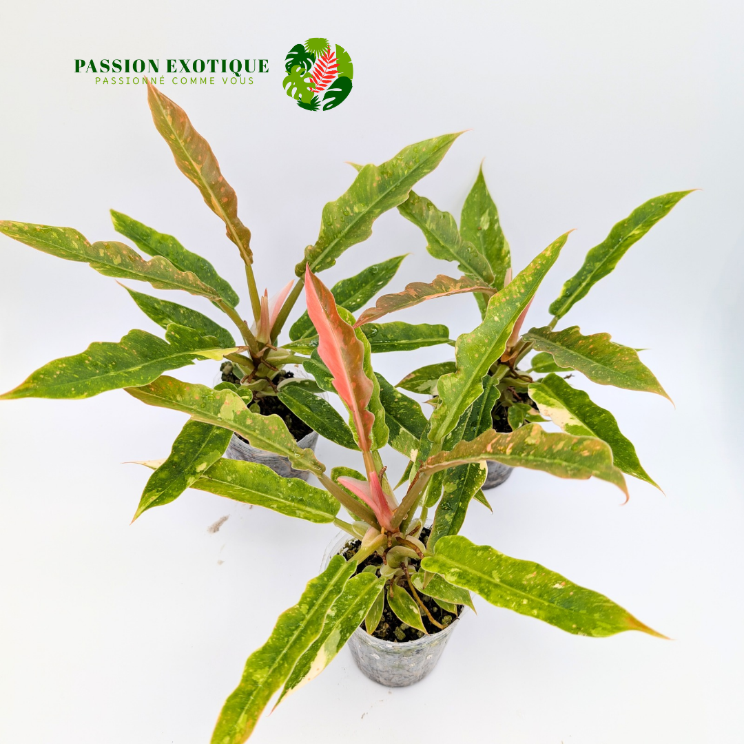 Philodendron ring of fire variegated gold