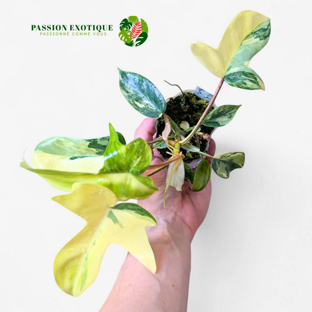 Philodendron florida beauty