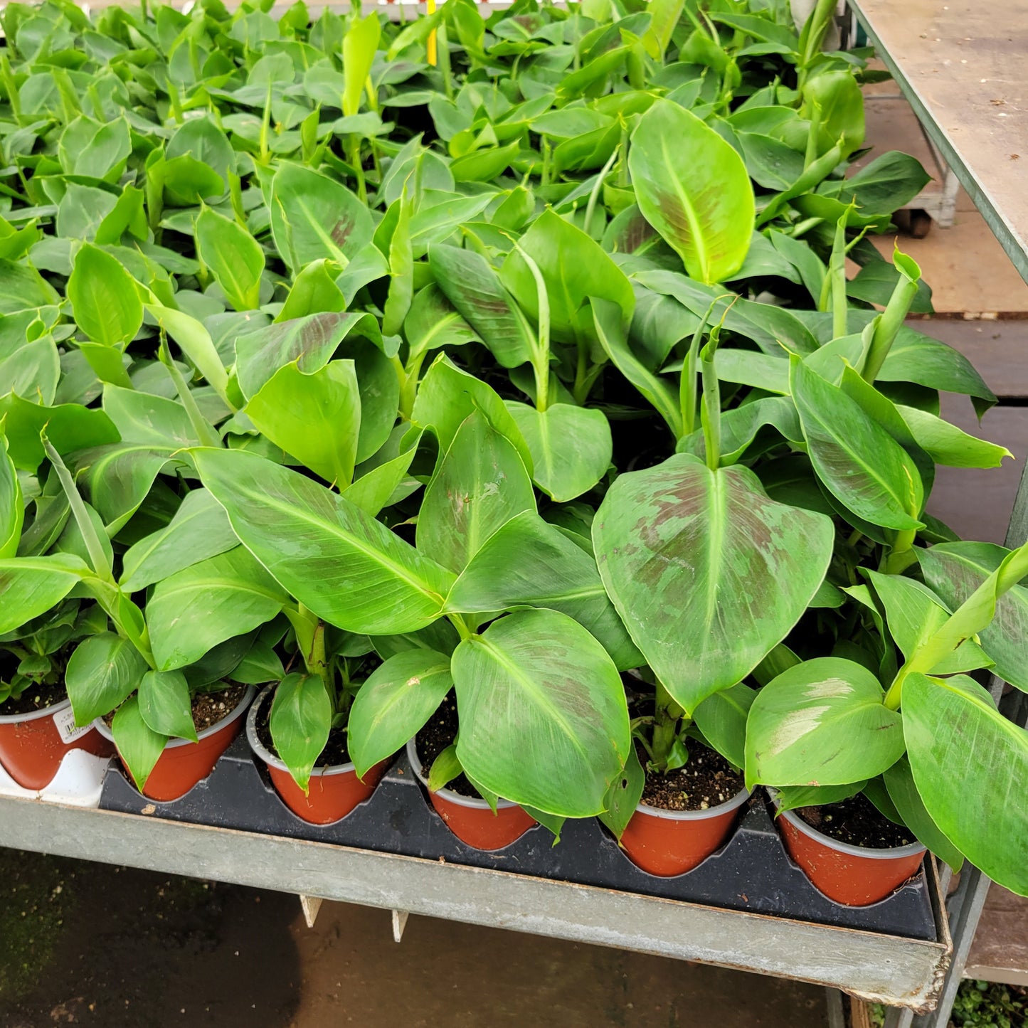 Musa Dwarf Cavendish