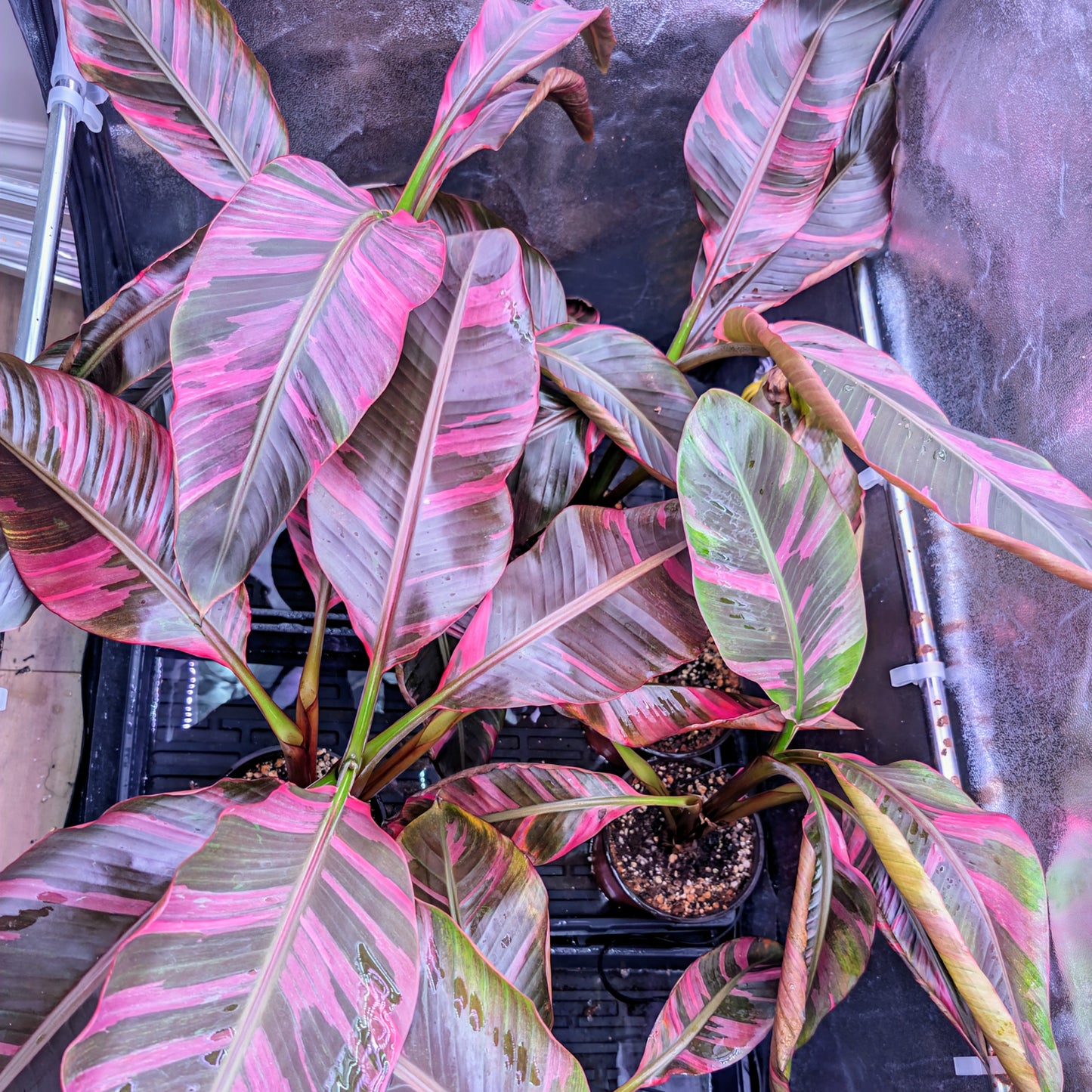 Musa Nono