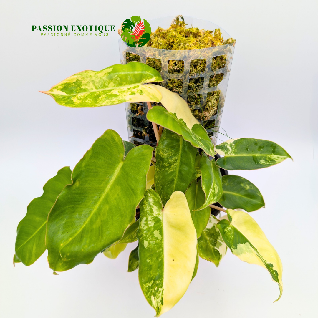 Variegated Philodendron Burle Marx