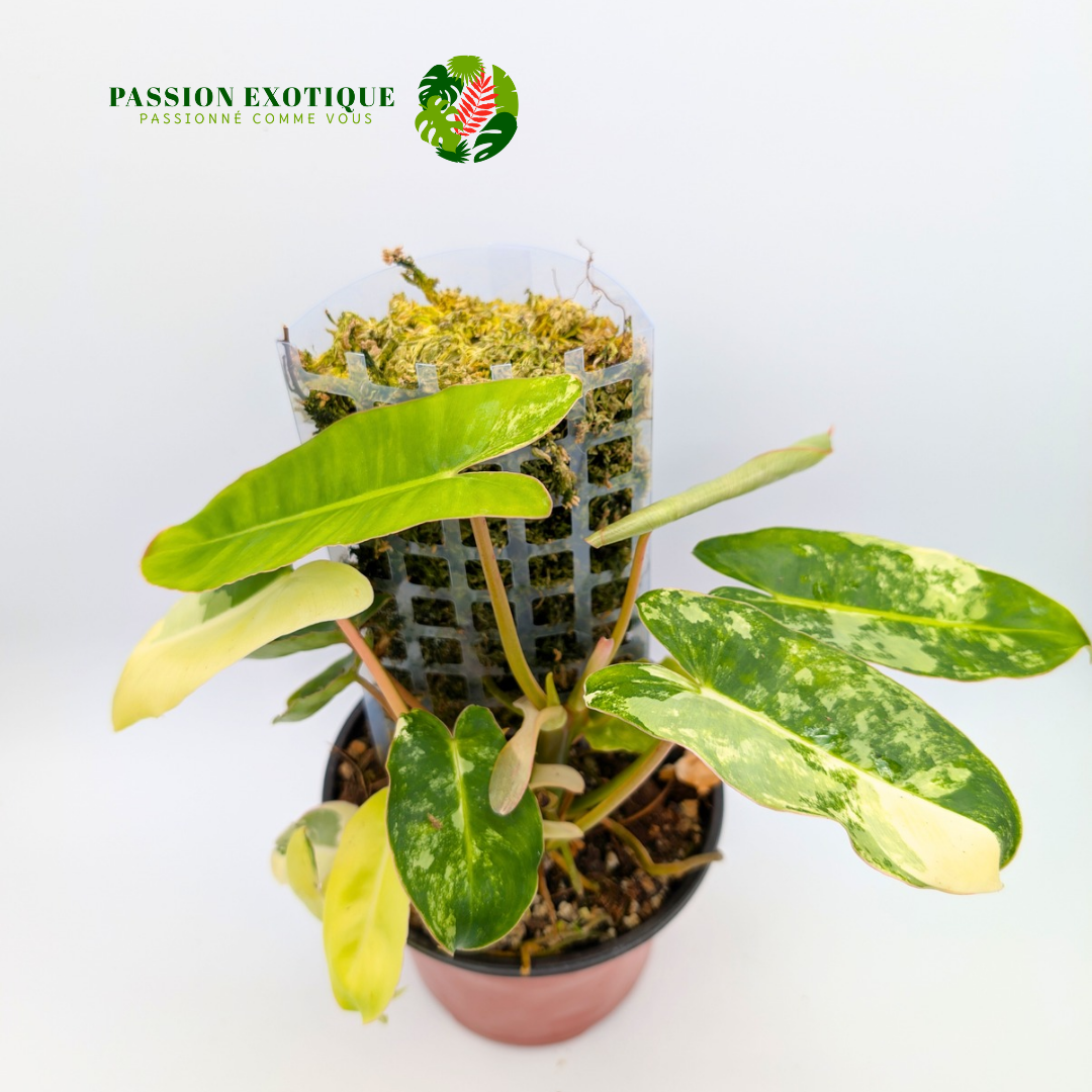 Variegated Philodendron Burle Marx