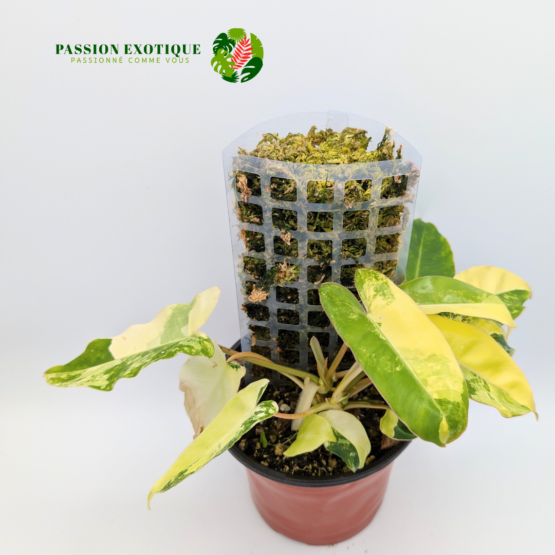 Variegated Philodendron Burle Marx