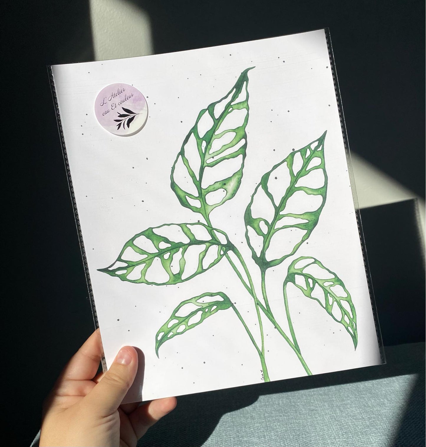 Feuille de Monstera obliqua