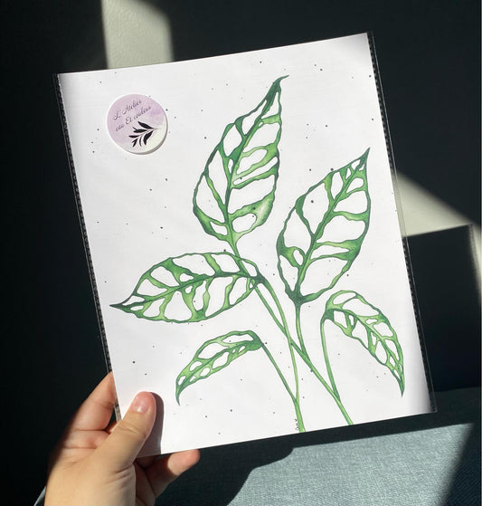 Feuille de Monstera obliqua