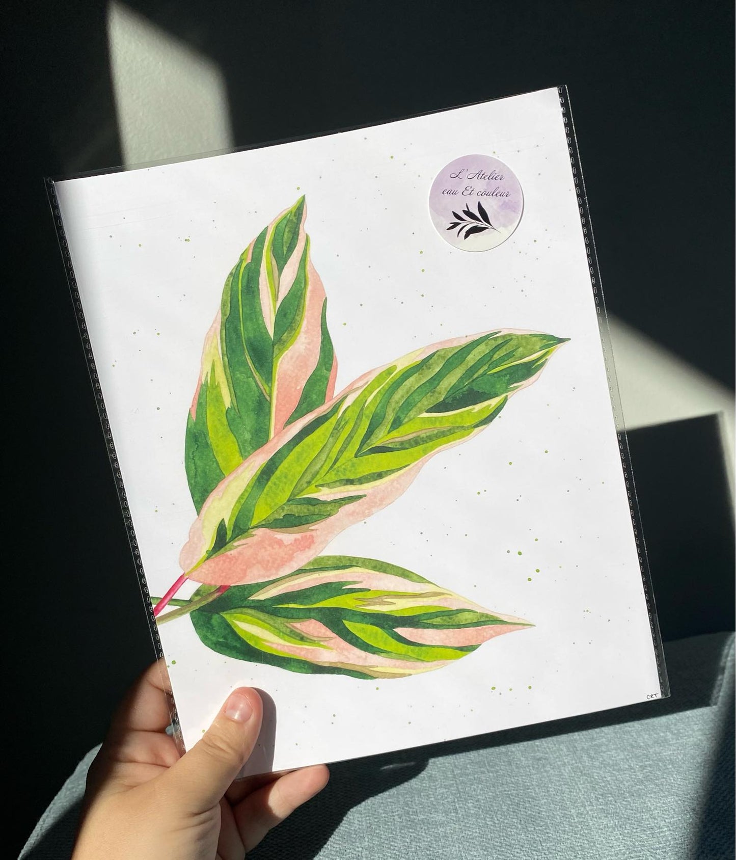 Stromanthe Triostar Leaves