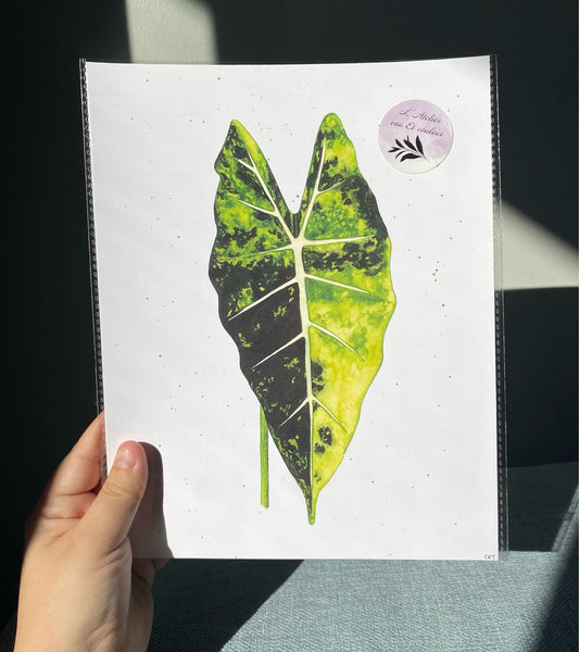 Feuille d’Alocasia Frydek variegated