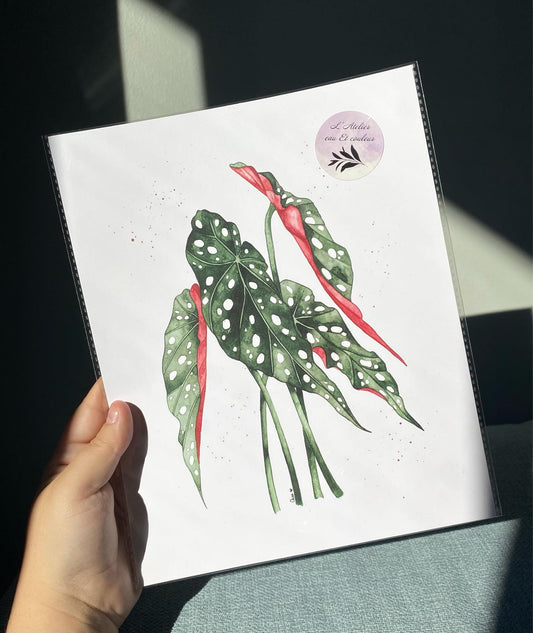 Feuilles de Bégonia Maculata