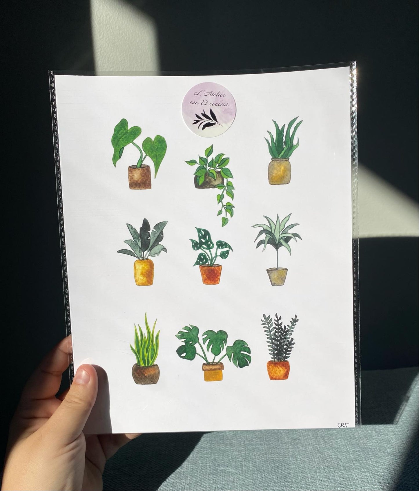 Neuf petites plantes en pots