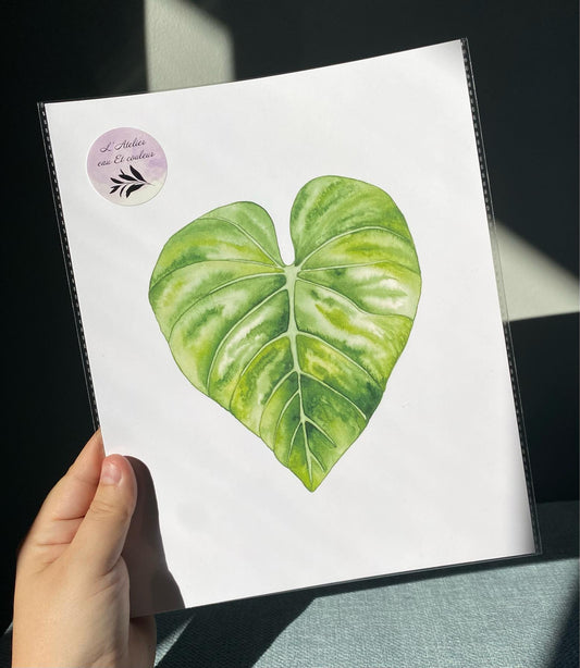 Feuille de Philodendron Gloriosum