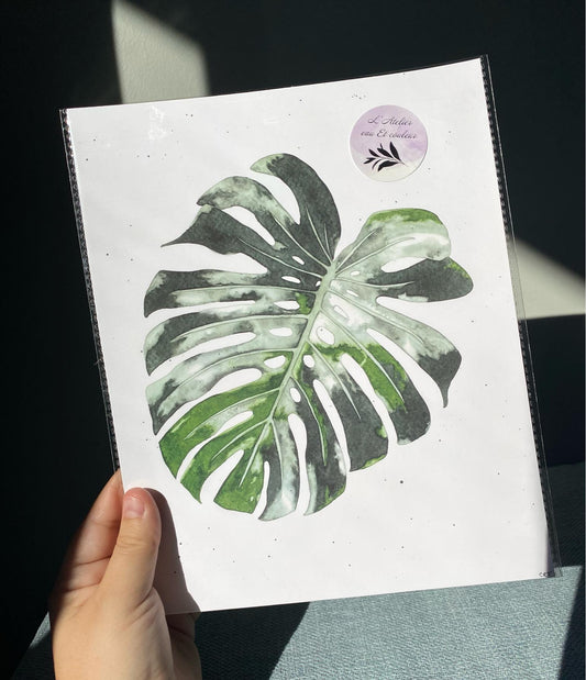 Feuille de Monstera Ocean Mint