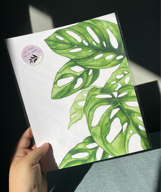 Feuilles de Monstera Adansonii