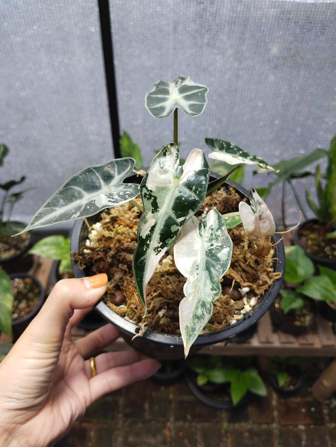 Alocasia baby