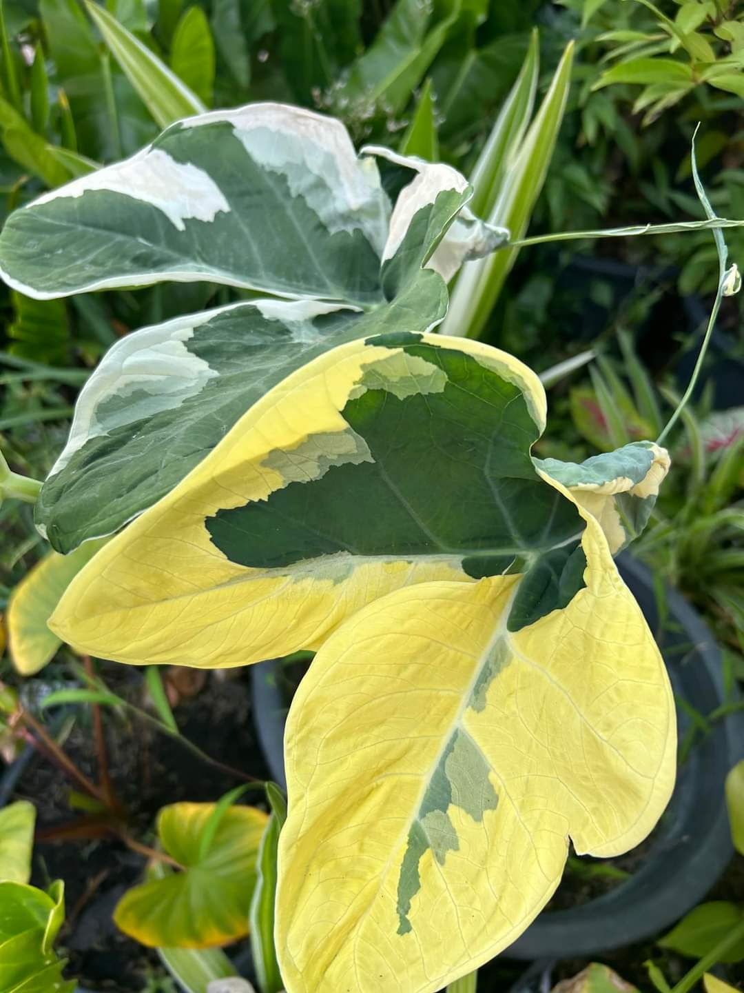 alocasia mickey
