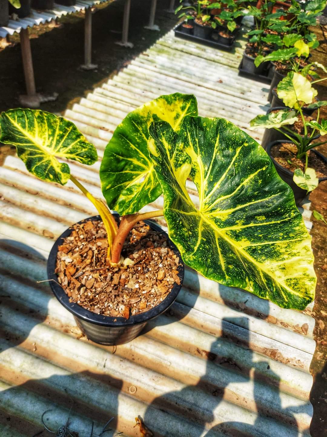 Alocasia new guinea gold