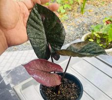 Alocasia serendipity variagated