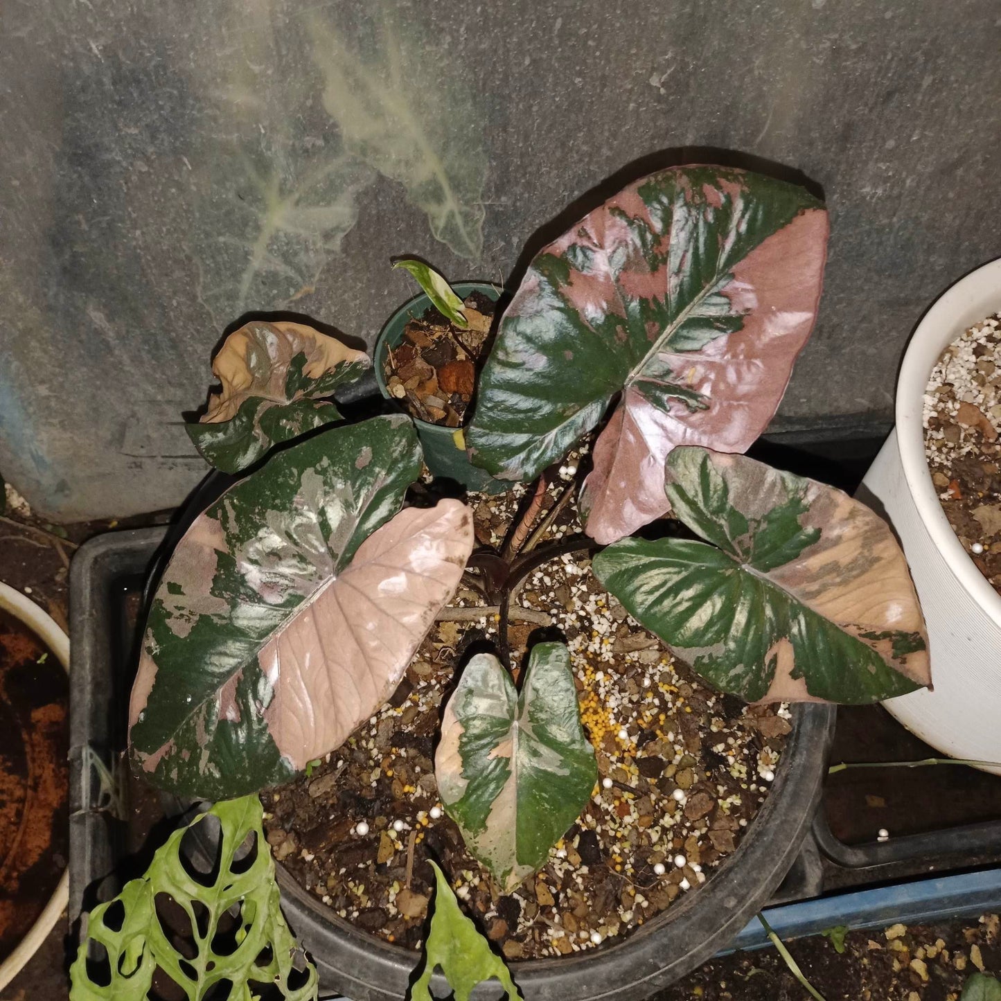 Alocasia serendipity variagated