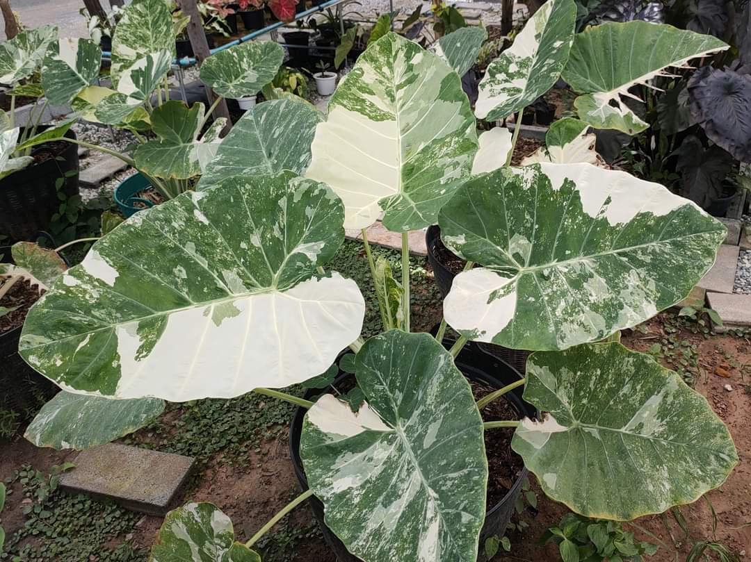 Colocasia gigantea albo variegated (available February\March)
