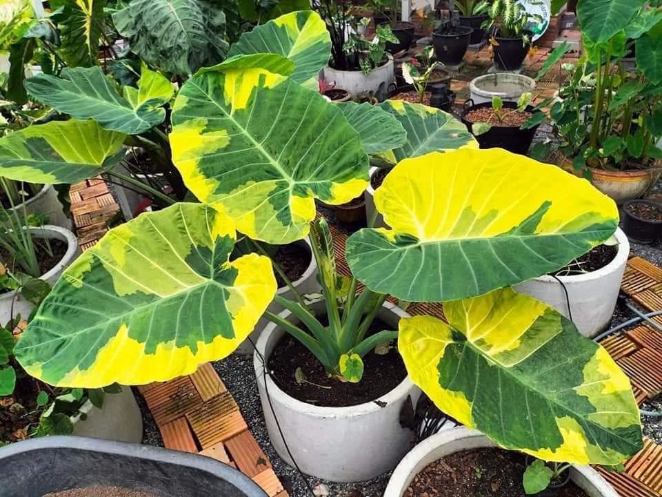 Colocasia gigantea yellow andaman variegated (available February\March)