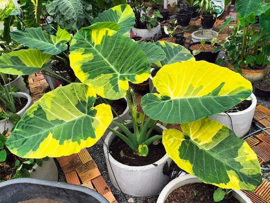 Colocasia gigantea yellow andaman variegated (available February\March)