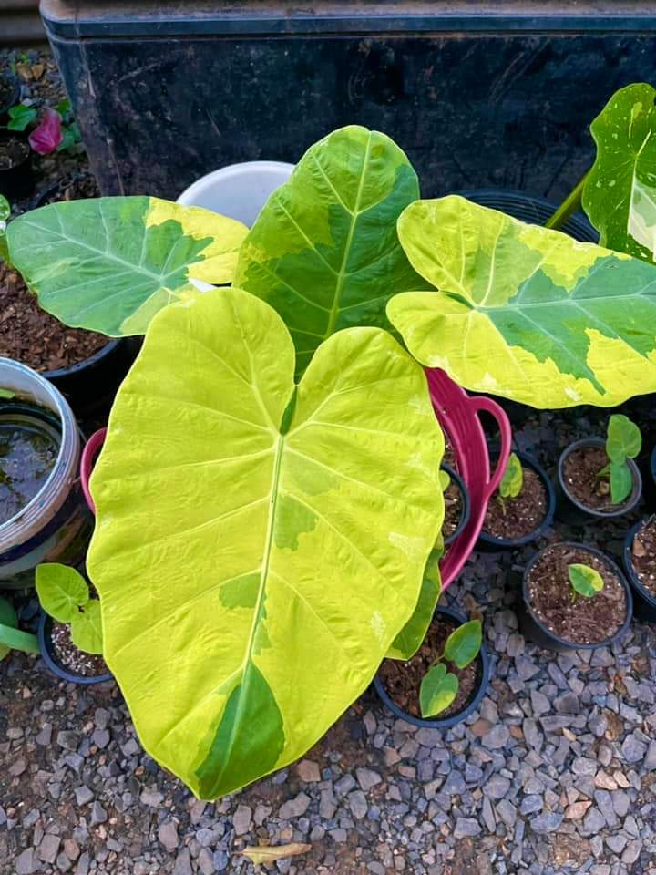 Colocasia gigantea yellow andaman variegated (available February\March)