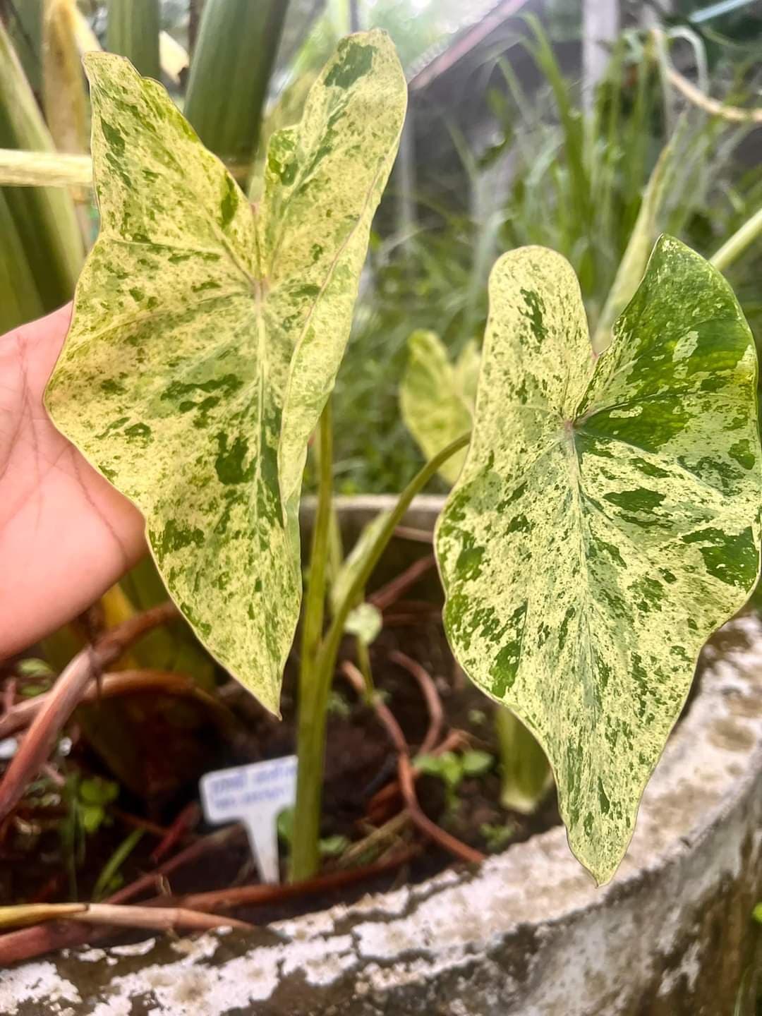 Colocasia aquatilis paraiso (available in February\March)