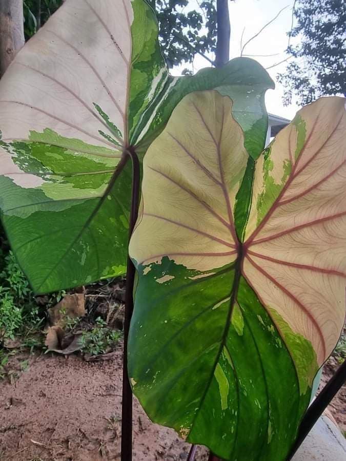 Colocasia ploychompu (available February\March)