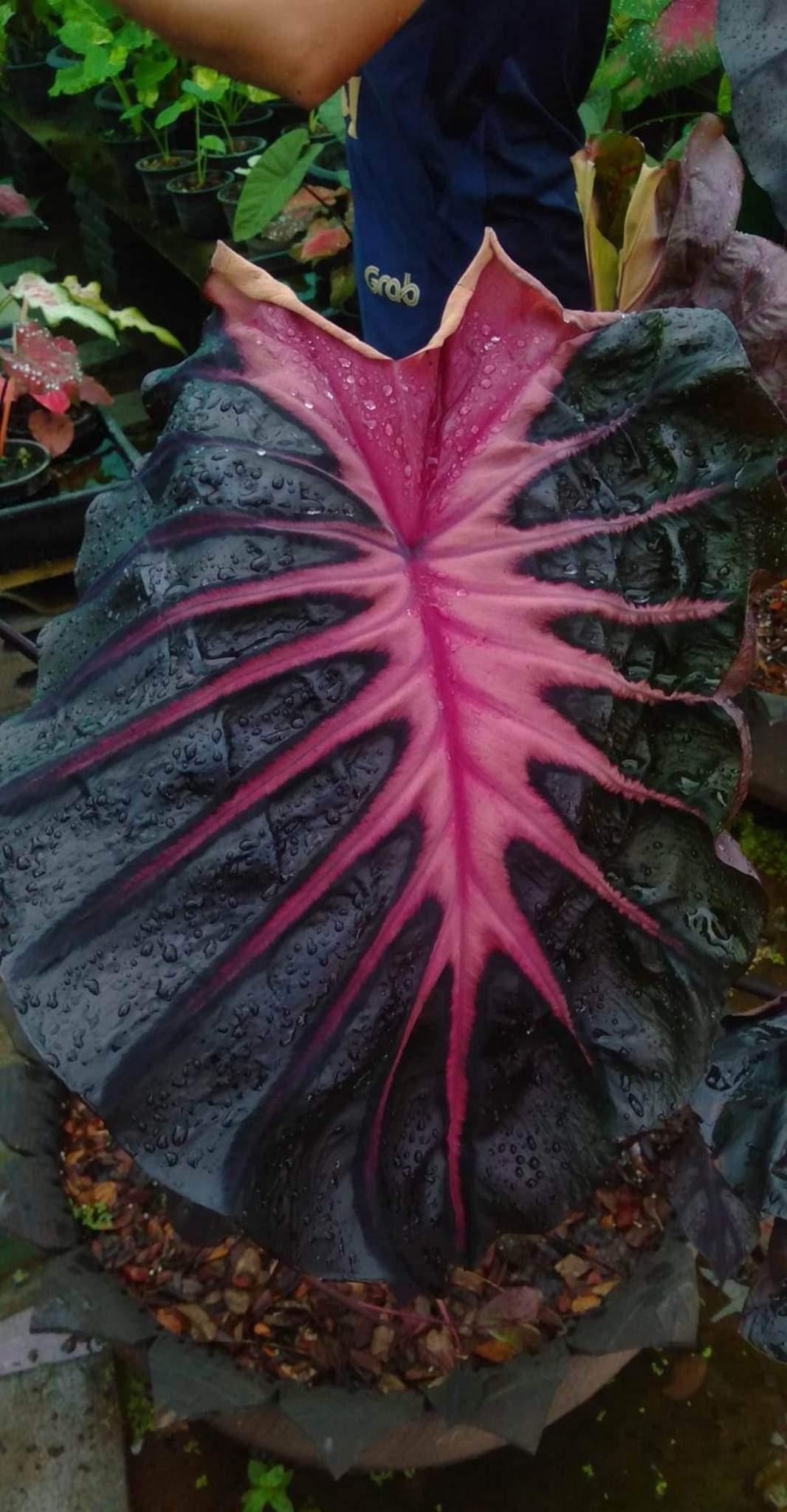 Colocasia psylocke