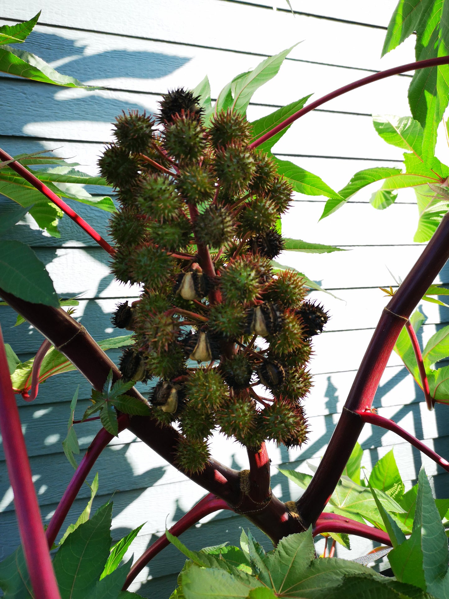 Giant castor (red trunk)
