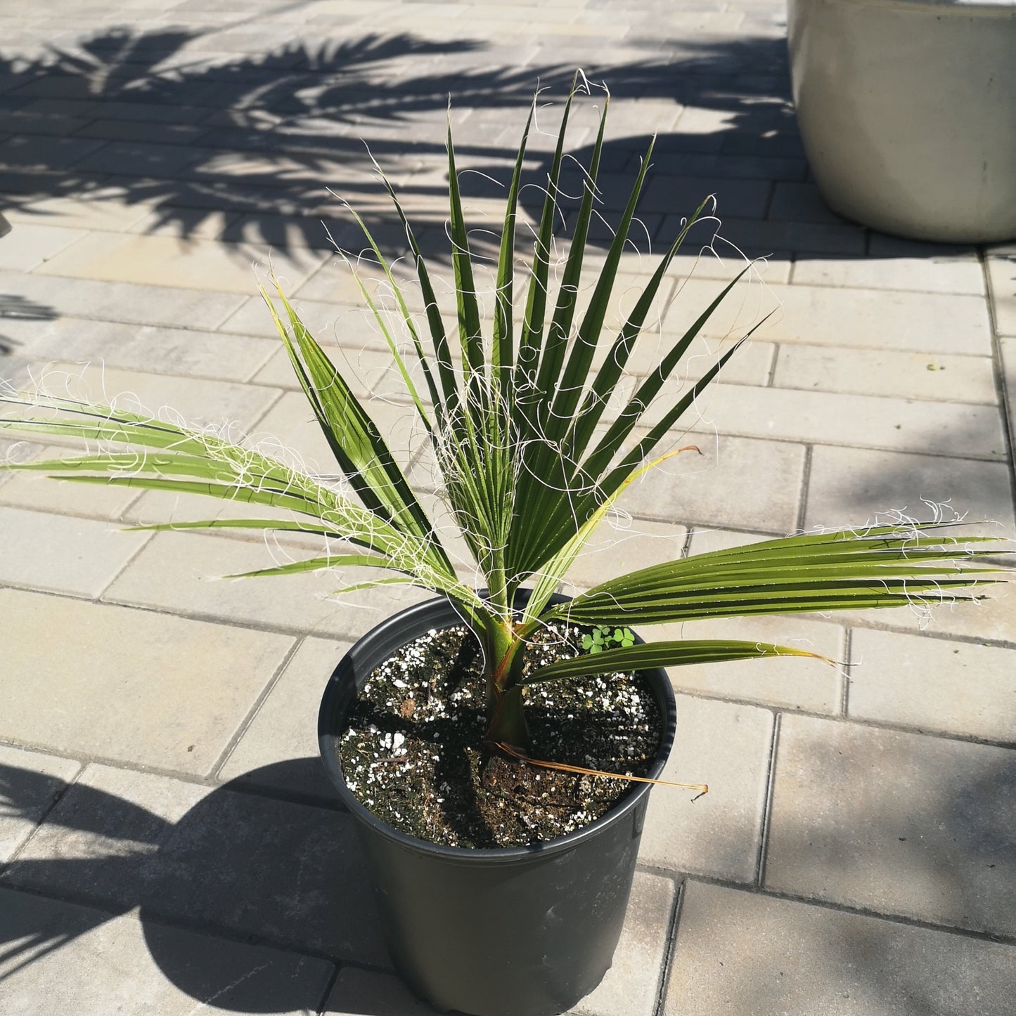 Washingtonia filifera