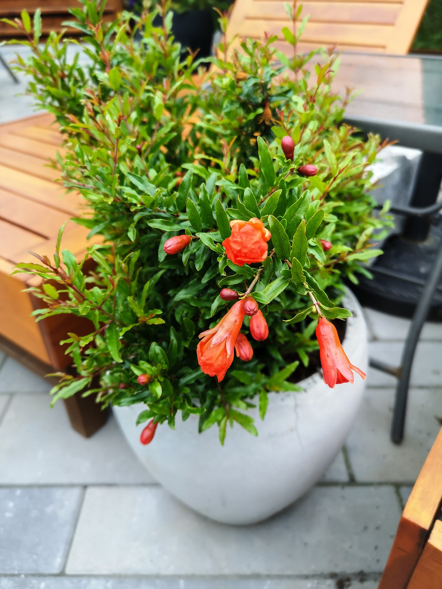 dwarf pomegranate
