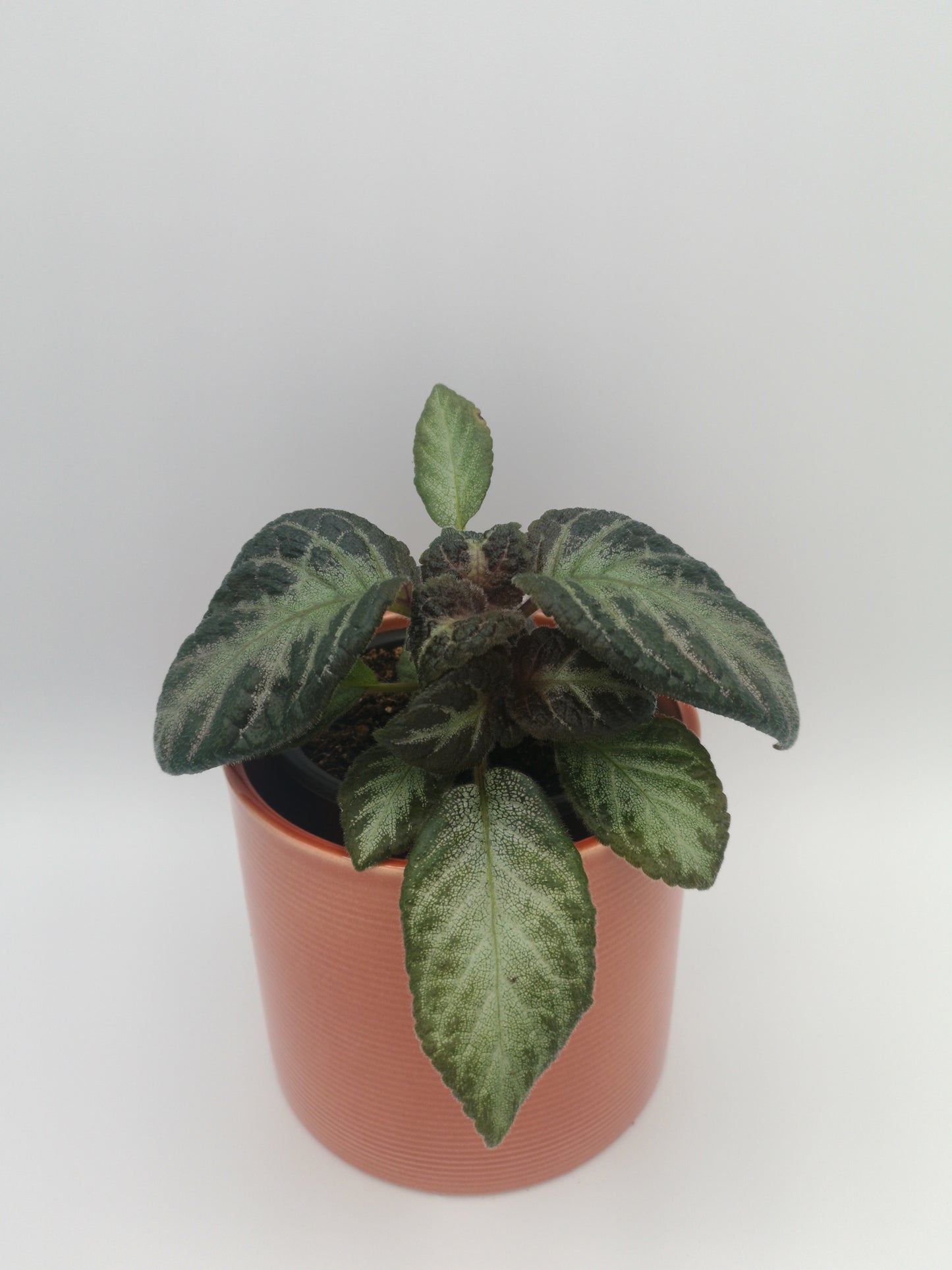 Episcia cupreata