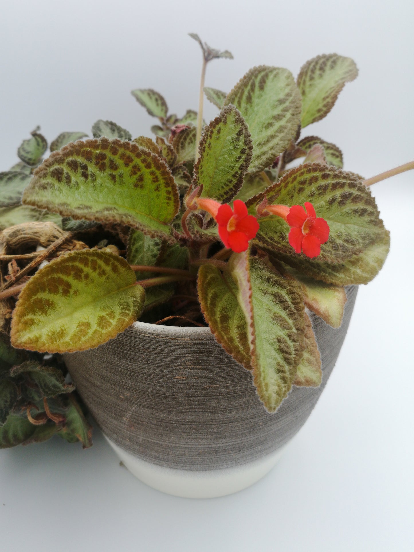 Episcia cupreata